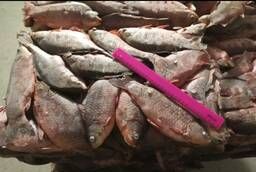 Tsimlyansky crucian carp available