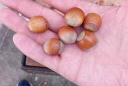 Hazelnuts not peeled in bulk