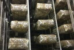 Oyster mushroom substrate blocks