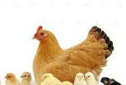 Hatching egg: laying hens, broilers, turkeys, ducks and