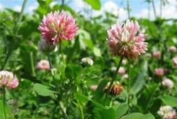 Meadow clover (1-3 reproduction) 22459