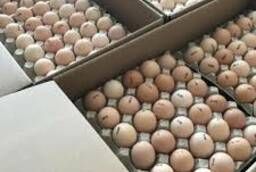COBB 500 Spain hatching broiler egg