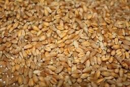 Продаём пшеница фуражная 3000т.