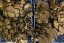 We sell fresh Oyster mushroom