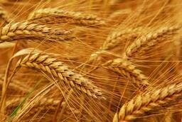 Пшеница 3 класса мягких сортов с клейковиной от 26% до 28%
