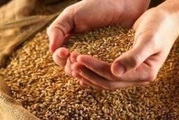 Пшеница 3кл. Клейковина 25-28%.