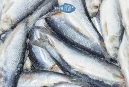 Large herring DV, Okeanrybflot