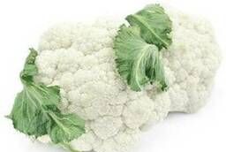 Cauliflower seeds Barbara F1, Greenomica unitary enterprise 2 500 pcs