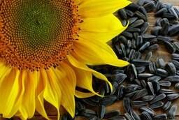 Sunflower seeds, varieties