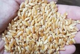Seeds of barley, wheat, corn, rape, soybeans, sunflower