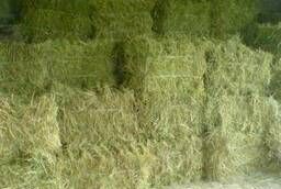 Hay, straw in bales and rolls