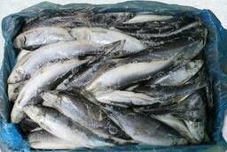 Fresh frozen fish, TO and Olyutorskaya herring