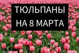 Tulips by March 8 in bulk from 50 pieces from the manufacturer
