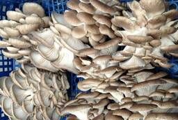 Oyster mushroom wholesale