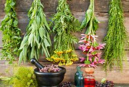 Delicious medicinal herbs, collection