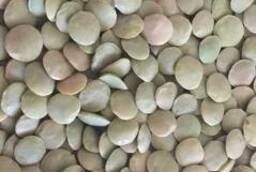 Green lentils wholesale