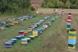 Altai honey and beekeeping products from the manufacturer