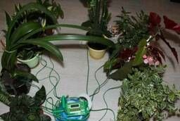 Автоматический полив домашних растений