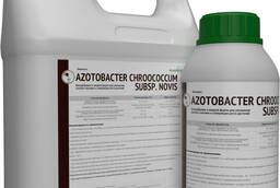 Azotobacter chroococcum - стимулятор роста