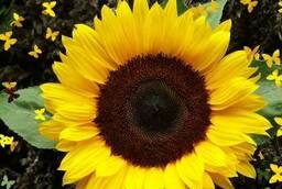 Hybrids of sunflower seeds for Eurolighting (Сlearfield)