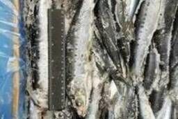 Iwashi (sardine) n  a 70-120 110 Korea