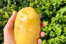 Картофель. Урожай 2020