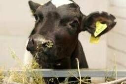 Compound feed: for calves aged 0-3 months - Prestarter