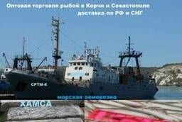 Крымская хамса 24 часа Качество 100% доставка от 20 тонн РФ