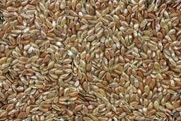 Oil flax, oil flax seeds