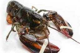 Lobsters (Lobsters) live