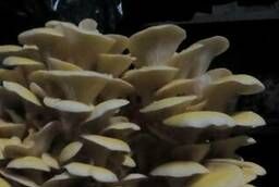 Lemon oyster mushroom mycelium (Ilmak)