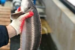 Live sturgeon wholesale