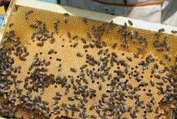 Пчелопакеты Карпатка на 2020 год