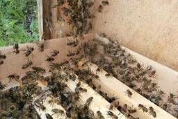 Продажа пчелосемей (пчелопакетов ) Карпатка
