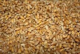 Пшеница продовольственная 4 класс