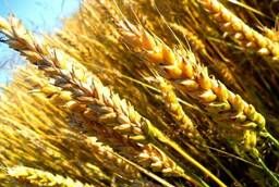 Пшеница яровая Белянка - семена