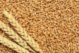 Пшеница яровая Саратовская 70 - семена