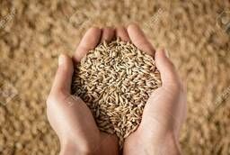 Пшеница, зерновые культуры