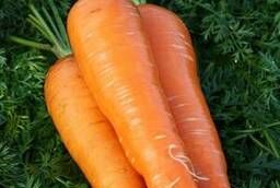 Семена моркови Крестьянка Седек