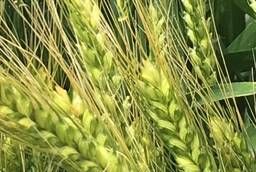 Семена озимой мягкой пшеницы сорт Ермак ЭС/РС1/РС2