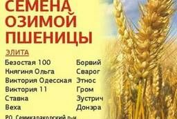 Seeds of winter wheat