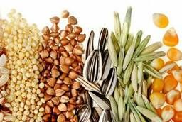 Семена озимых культур (пшеница, тритикале, рожь, ячмень, вика, рапс)