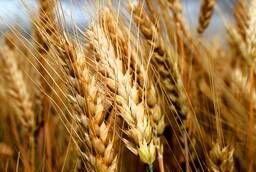 Семена пшеницы озимой : Донская Лира, Магия, Миссия, Дон Ст