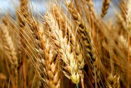 Семена пшеницы озимой (твердой)