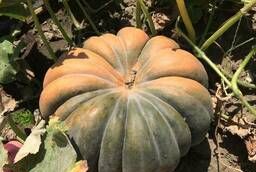 Семена тыквы Мускат де Прованс F1 (0, 5 кг, 1000с)