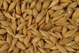 Barley seeds Sasha 1st reproduction