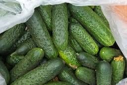 Greenhouse cucumber. Cucumbers wholesale from the manufacturer 1 grade