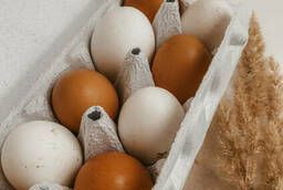 Packs for 10 chicken eggs made of white cardboard, 100 pcs
