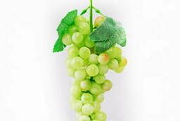 Виноград зеленый муляж, FR005