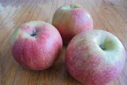 Яблоки сорт Уэлси